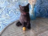 British Shorthair Nadir Bulunan Chocolate Safkan Erkek Yavru