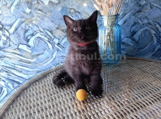 British Shorthair Nadir Bulunan Chocolate Safkan Erkek Yavru görsel
