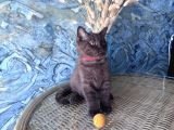 British Shorthair Nadir Bulunan Chocolate Safkan Erkek Yavru