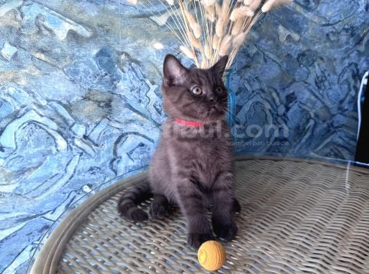 British Shorthair Nadir Bulunan Chocolate Safkan Erkek Yavru görsel