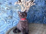 British shorthair nadir bulunan Chocolate safkan erkek yavru