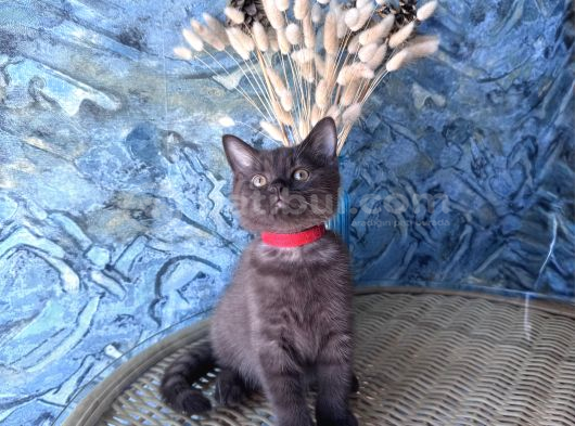 British Shorthair Nadir Bulunan Chocolate Safkan Erkek Yavru