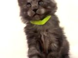 Show kalite Black Smoke maine coon yavruları