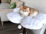 Secereli Ny12 British Longhair Erkek Özel Ve Nadir