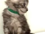 Show Kalite Black Smoke Maine Coon Yavruları