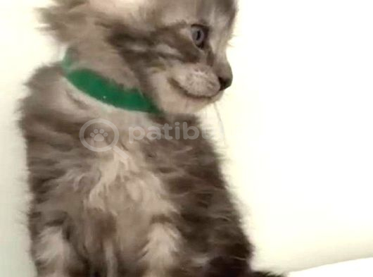 Show Kalite Black Smoke Maine Coon Yavruları görsel