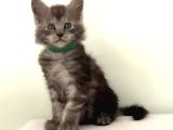 Show kalite Black Smoke maine coon yavruları