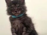 Show Kalite Black Smoke Maine Coon Yavruları