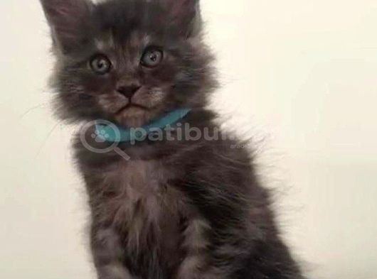 Show Kalite Black Smoke Maine Coon Yavruları görsel