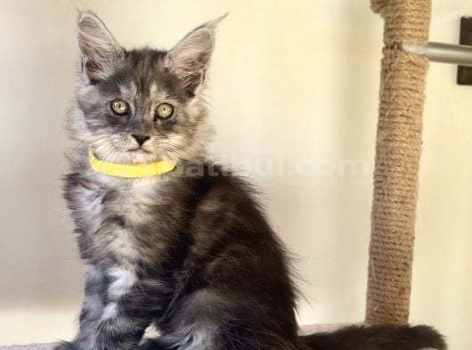 Show Kalite Black Smoke Maine Coon Yavruları görsel
