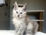 Türkiyede Tek-Nadir Renk - Shaded Maine Coon Yavrular