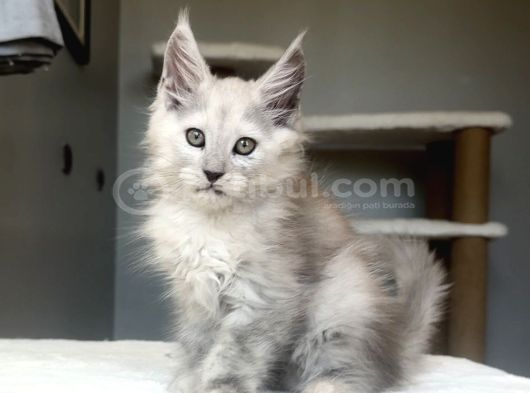 Türkiyede Tek-Nadir Renk - Shaded Maine Coon Yavrular görsel