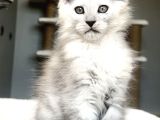 Türkiyede tek-Nadir renk - Shaded maine Coon yavrular