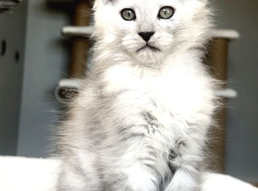 Türkiyede tek-Nadir renk - Shaded maine Coon yavrular