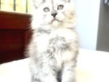 Türkiyede Tek-Nadir Renk - Shaded Maine Coon Yavrular