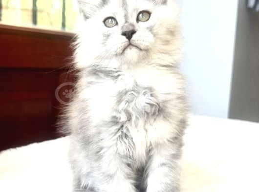 Türkiyede Tek-Nadir Renk - Shaded Maine Coon Yavrular görsel