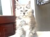Türkiyede Tek-Nadir Renk - Shaded Maine Coon Yavrular