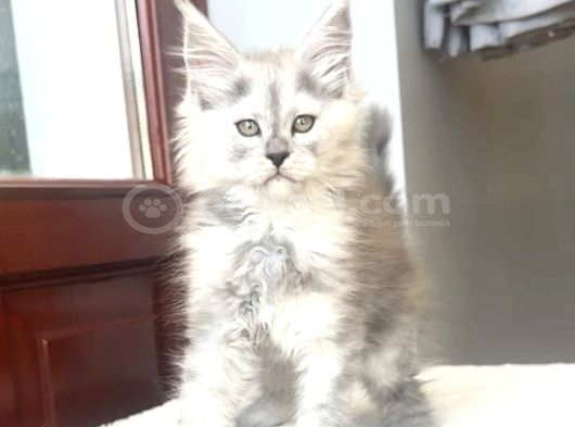 Türkiyede Tek-Nadir Renk - Shaded Maine Coon Yavrular görsel