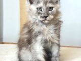 Türkiyede Tek-Nadir Renk - Shaded Maine Coon Yavrular