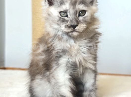 Türkiyede Tek-Nadir Renk - Shaded Maine Coon Yavrular görsel