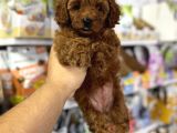 Toy Poodle Yavrularımız Için Arayabilirsiniz