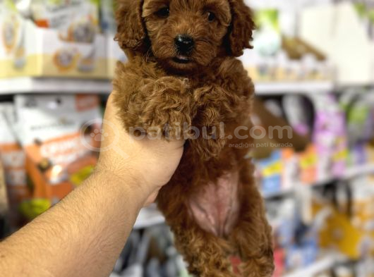 Toy Poodle Yavrularımız Için Arayabilirsiniz görsel