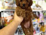 Toy Poodle Yavrularımız Için Arayabilirsiniz