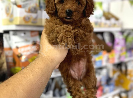 Toy Poodle Yavrularımız Için Arayabilirsiniz