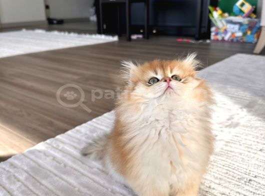 Secereli Ny12 British Longhair Erkek Özel Ve Nadir görsel