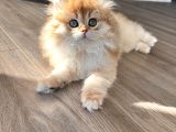 Secereli Ny12 British Longhair Erkek Özel Ve Nadir