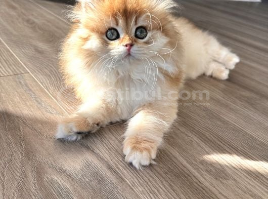 Secereli Ny12 British Longhair Erkek Özel Ve Nadir görsel