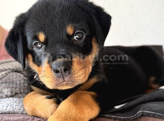 Di̇kkatleri̇ Üzeri̇ne Çeken Rottweiler Yavrularimiz görsel