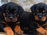 DİKKATLERİ ÜZERİNE ÇEKEN ROTTWEILER YAVRULARIMIZ