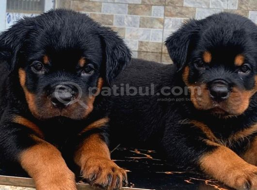 Di̇kkatleri̇ Üzeri̇ne Çeken Rottweiler Yavrularimiz