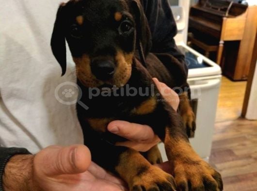 Kizil Ve Si̇yah Doberman Yavrularimiz görsel