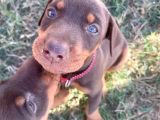 Kizil Ve Si̇yah Doberman Yavrularimiz