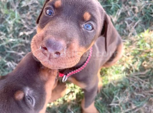KIZIL VE SİYAH DOBERMAN YAVRULARIMIZ