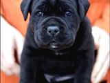 Asalet Sahi̇bi̇ Si̇yah Cane Corso