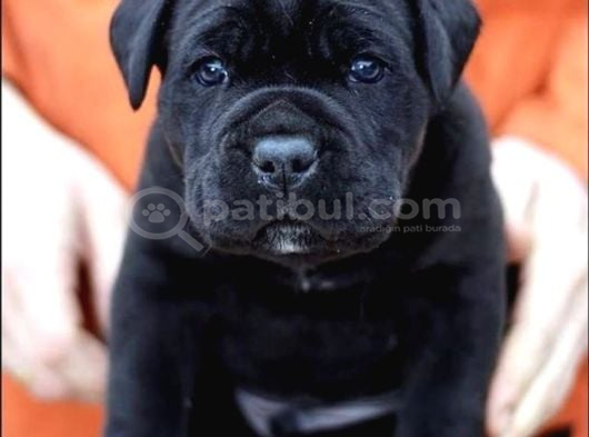 Asalet Sahi̇bi̇ Si̇yah Cane Corso görsel