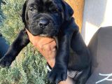 Asalet Sahi̇bi̇ Si̇yah Cane Corso