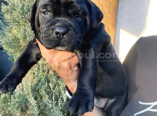 Asalet Sahi̇bi̇ Si̇yah Cane Corso görsel