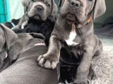 Si̇zi̇ Kendi̇ne Hayran Birakacak Blue Cane Corso