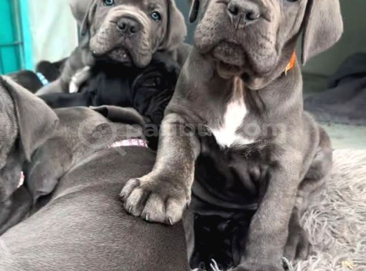 Si̇zi̇ Kendi̇ne Hayran Birakacak Blue Cane Corso görsel