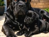 ASALET SAHİBİ SİYAH CANE CORSO