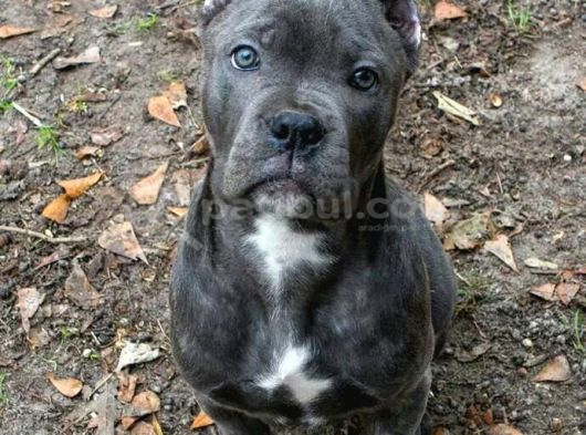 SİZİ KENDİNE HAYRAN BIRAKACAK BLUE CANE CORSO