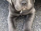Si̇zi̇ Kendi̇ne Hayran Birakacak Blue Cane Corso