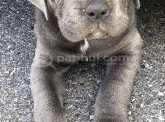 Si̇zi̇ Kendi̇ne Hayran Birakacak Blue Cane Corso görsel