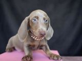 Dachshund Sosis Yavrular