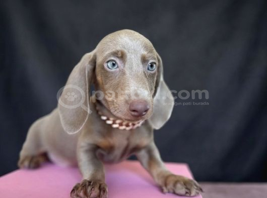 Dachshund Sosis Yavrular görsel
