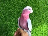 Gül Kakadu Bebek Papağanımız